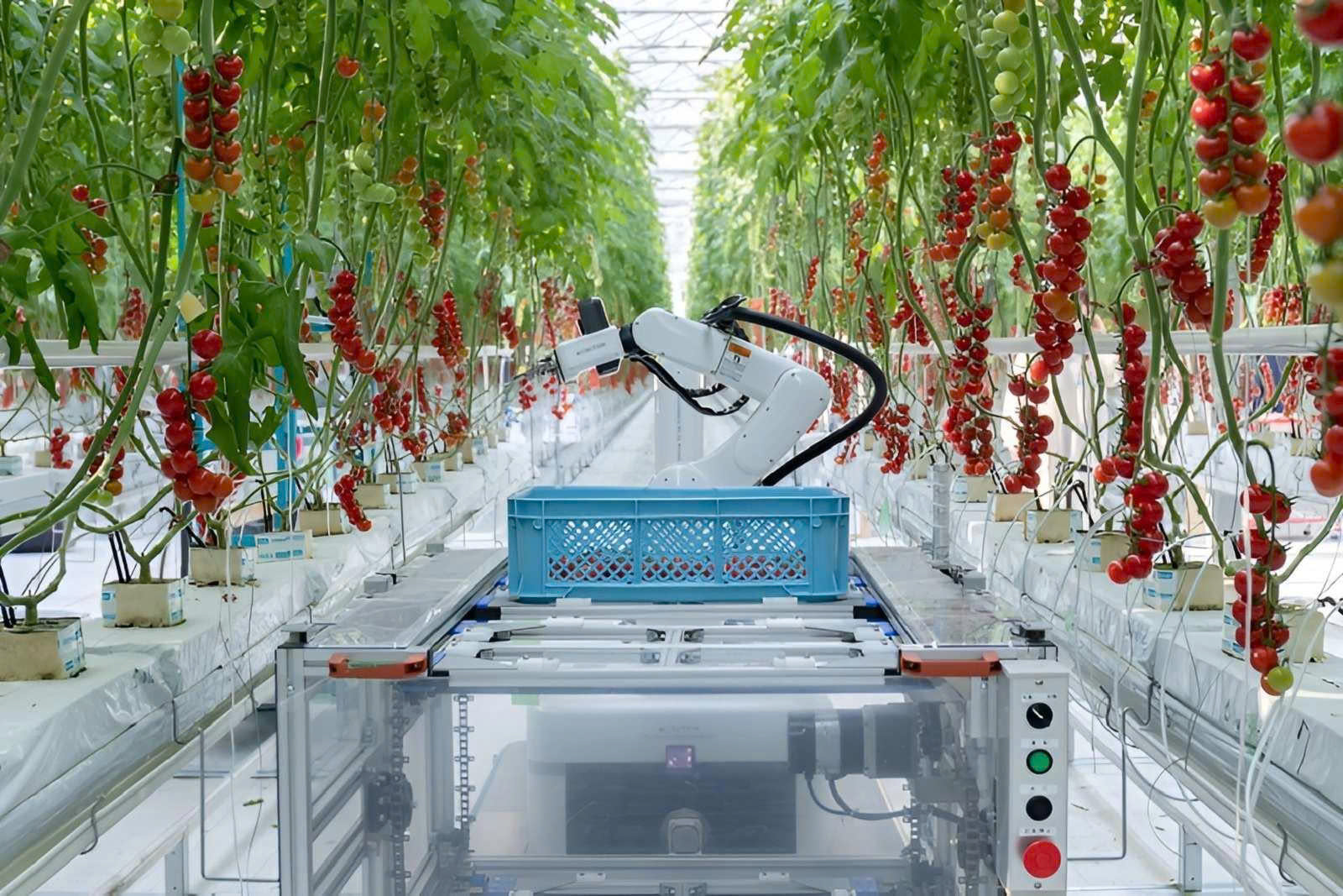 Robot hái rau củ quả với vòi hút xoáy để không làm dập trái.