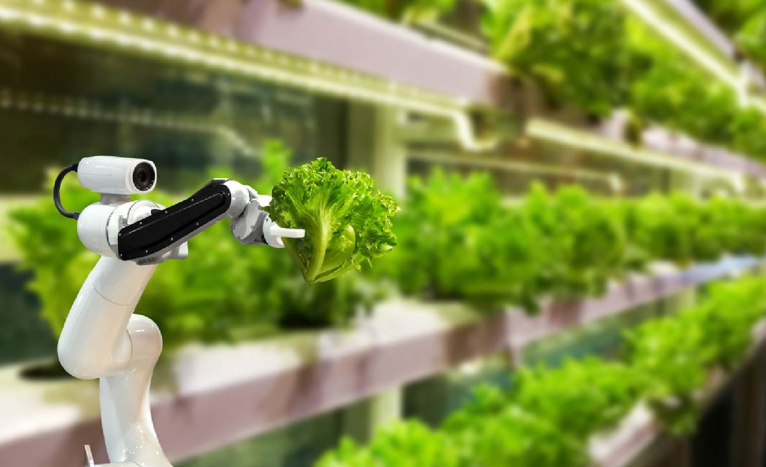 Robot thu hoạch trái cây: Tay kẹp mềm có cảm biến lực giúp không làm dập quả.